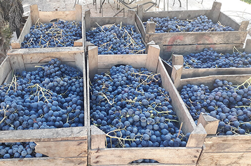 grapes amarone agricola cottini perfect